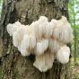 Lions Mane (Hericium erinaceus)
growing from a tree in the forest