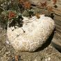Giant Sawgill Mushroom (Neolentinus ponderosus)