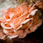 Pink Oyster (Pleurotus salmoneostramineus)