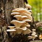 Pearl Oyster Mushroom (Pleurotus ostreatus)
warm weather strain
growing from a stump