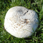 Salt Loving Mushroom (Agaricus bernardii)