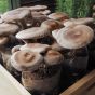Shiitake Wide Range Strain Fruiting out of mushroom grow bags