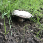 Sidewalk Mushroom (Agaricus bitorquis)