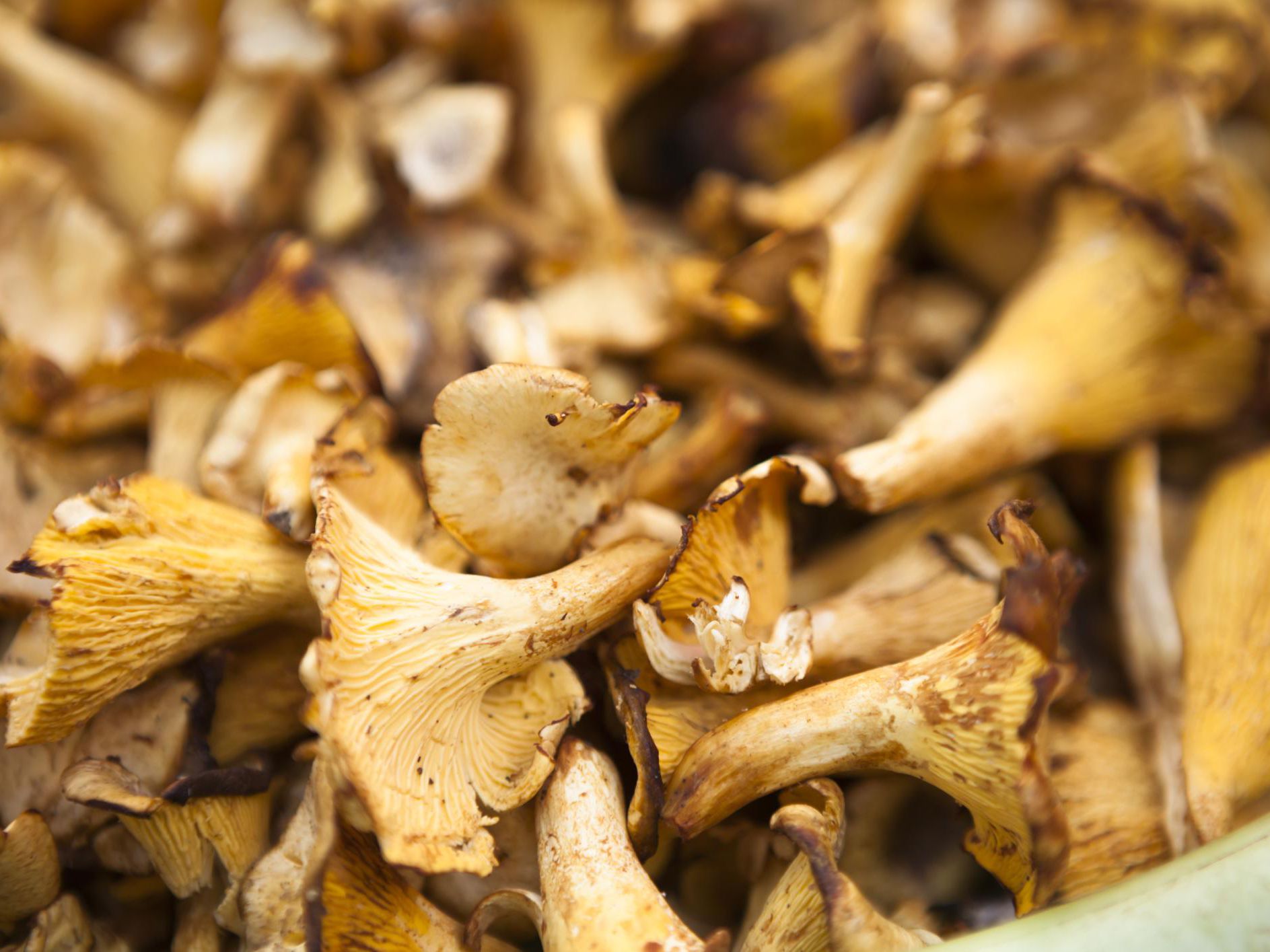 How To Dehydrate Your Own Mushrooms