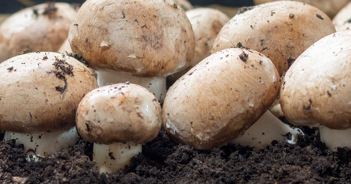 What You Need to Learn About Growing Mushrooms at Home