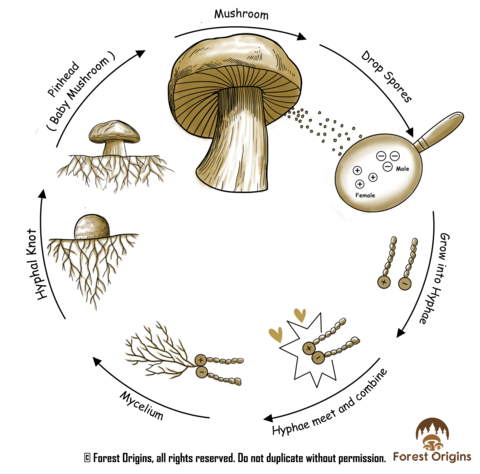 The 3 Stages of Growing Mushrooms From Spores