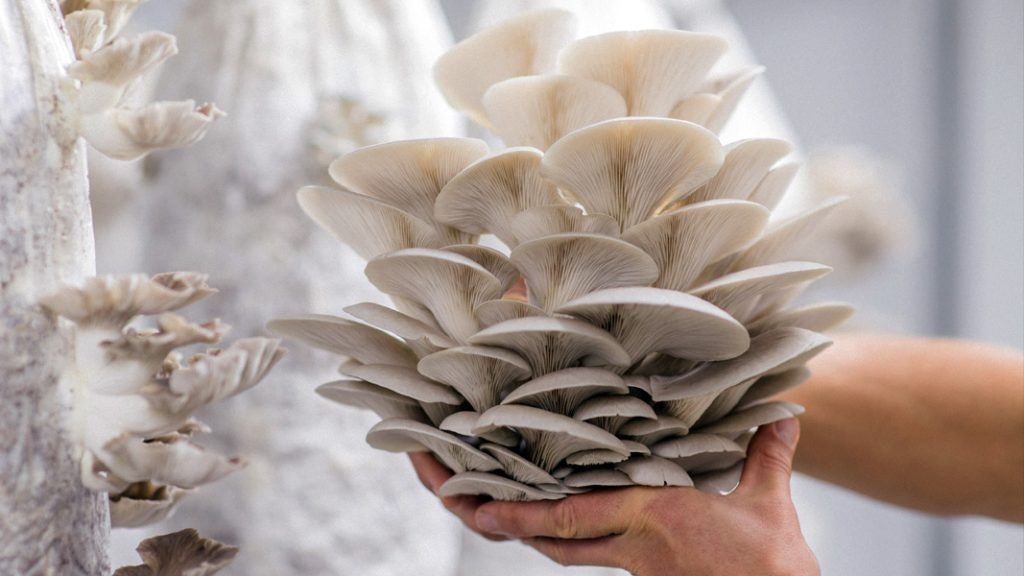 How to Set Up a Mushroom Growing Business