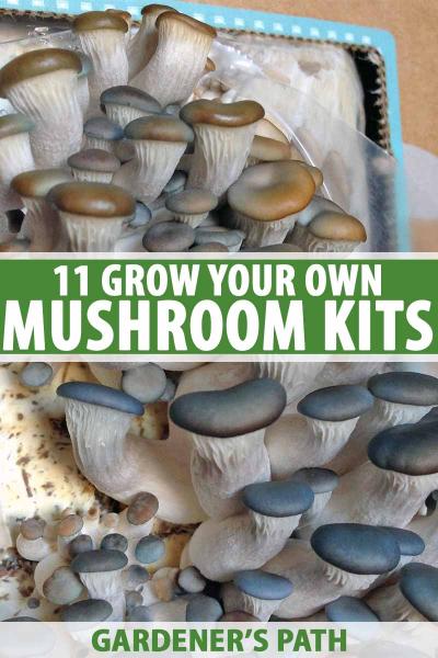 11 Tips for a Beginner Mushroom Grower