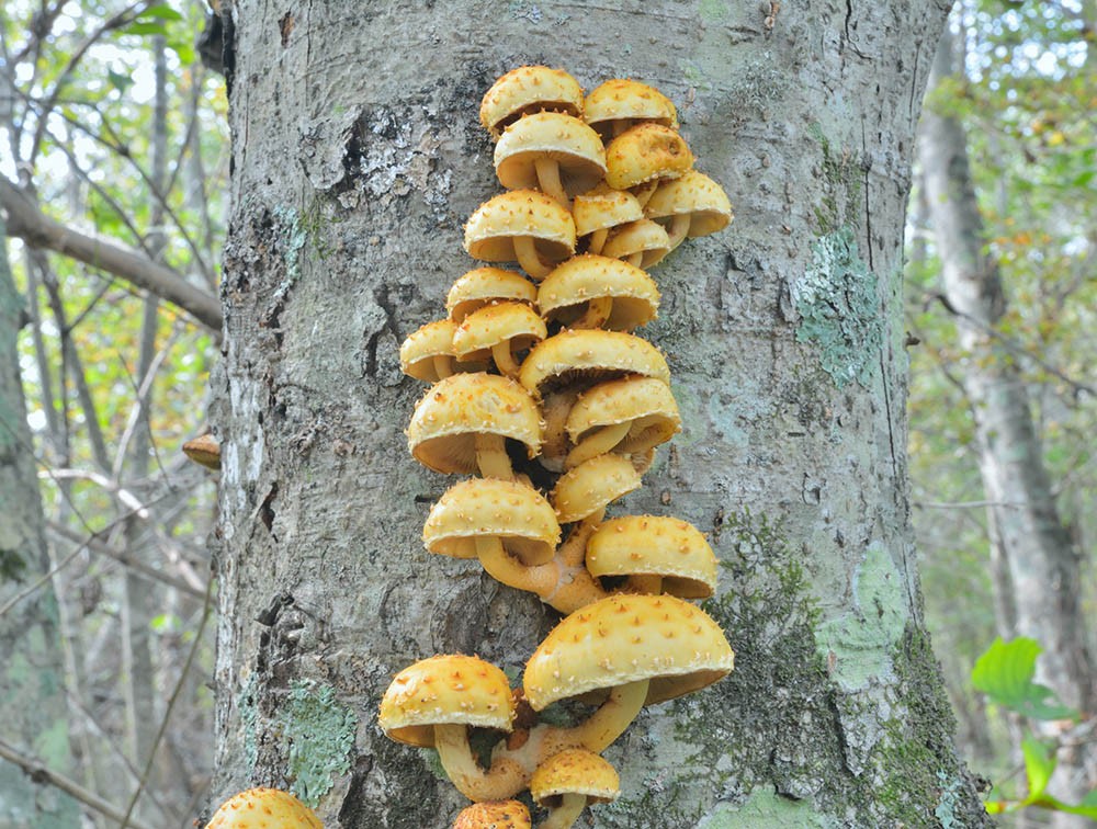 chestnut mushrooms growing on a tree