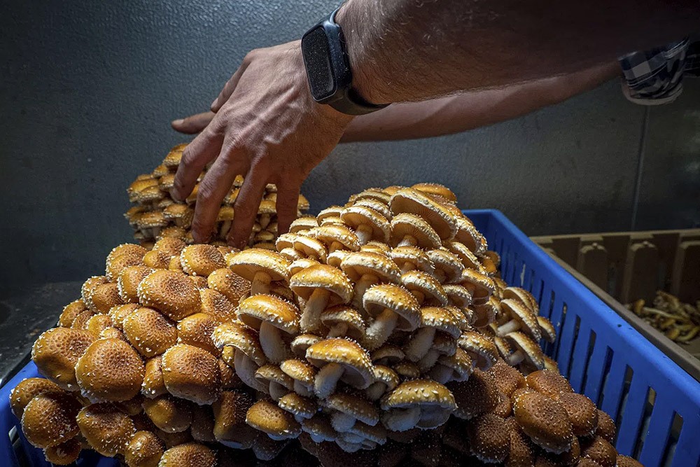 freshly harvested chestnut mushrooms