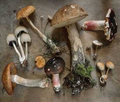 Mushroom Cultures
